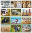 Wildlife Portraits Art Calendar 2024