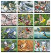 Garden Birds Calendar 2024