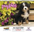Puppies Promotional Calendar  thumbnail
