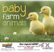 Baby Farm Animals Calendar  Spiral thumbnail