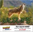 Wildlife Stapled Calendar 2024 thumbnail