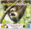 Animal Babies Wall Calendar  Stapled thumbnail