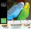 Pets Calendar Stapled  thumbnail
