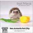 Best Friends Animal Calendar, Spiral Binding, 2024 thumbnail